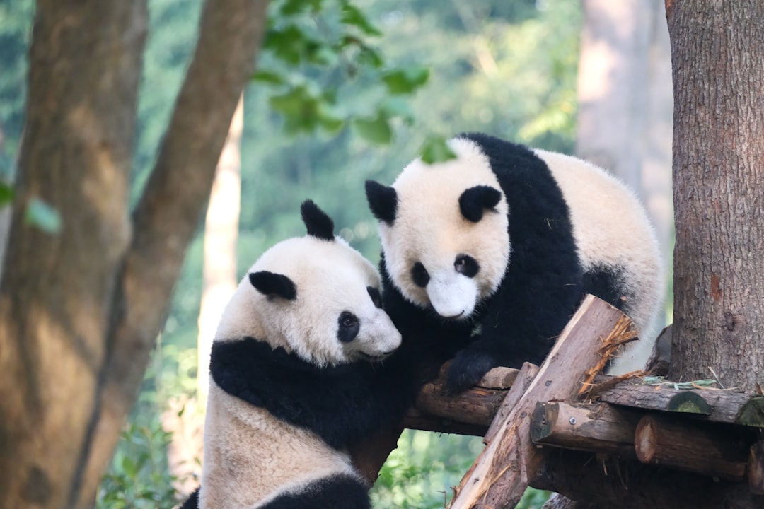 9D BIPENGGOU SIGUNIANG CHENGDU